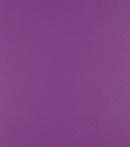 Tulip – Purple